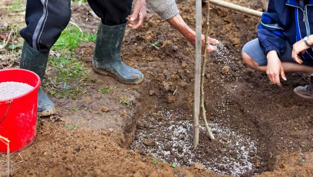 Плодовые деревья и кустарники в саду: схема посадки, как правильно расположить растения в саду, фото
