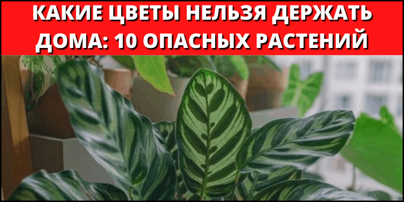 Тёщин язык, сансевиерия, щучий хвост: фото, приметы и суеверия о цветке