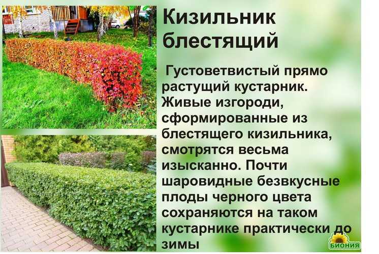 Фото красивый уголок в саду – фото и идеи для живой изгороди, красивых оград из кустов и деревьев на даче —  inside — дизайнерская мебель и освещение
