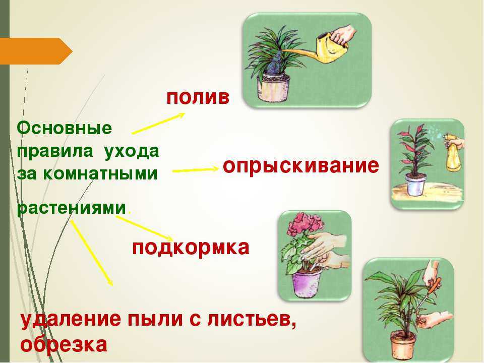 Способы сохранения горшочных растений в зимний период.