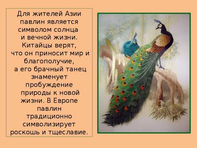 Что может поменять в жизни перо павлина