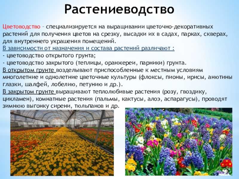 "сад как оазис: как улучшить микроклимат в вашем саду