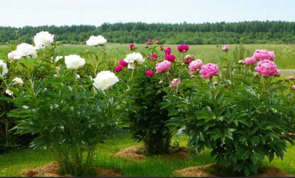 Пионы — конкуренты роз: описание и характеристика 30 сортов, все что вам следует знать о них (50 фото & видео) +отзывы