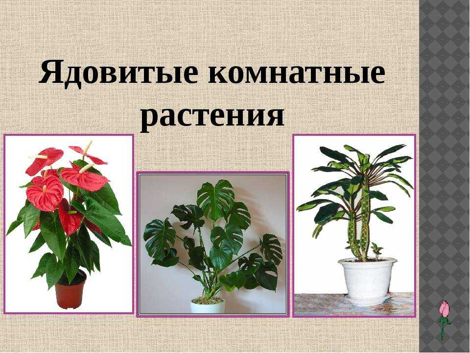 Топ-25 цветов и растений которые нельзя держать дома