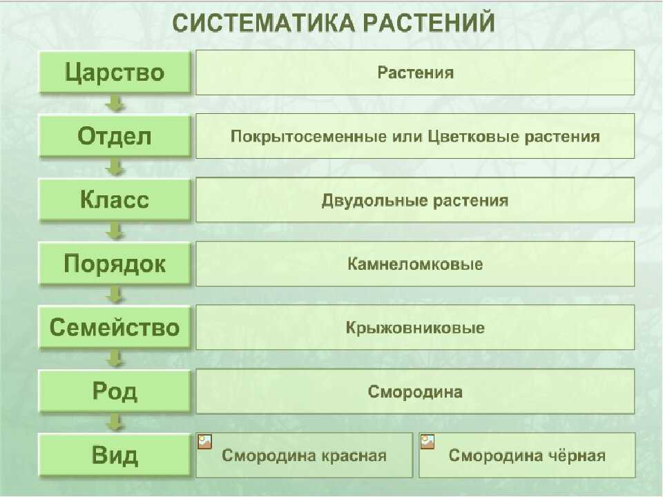 12 лучших растений для живой изгороди на затененных участках