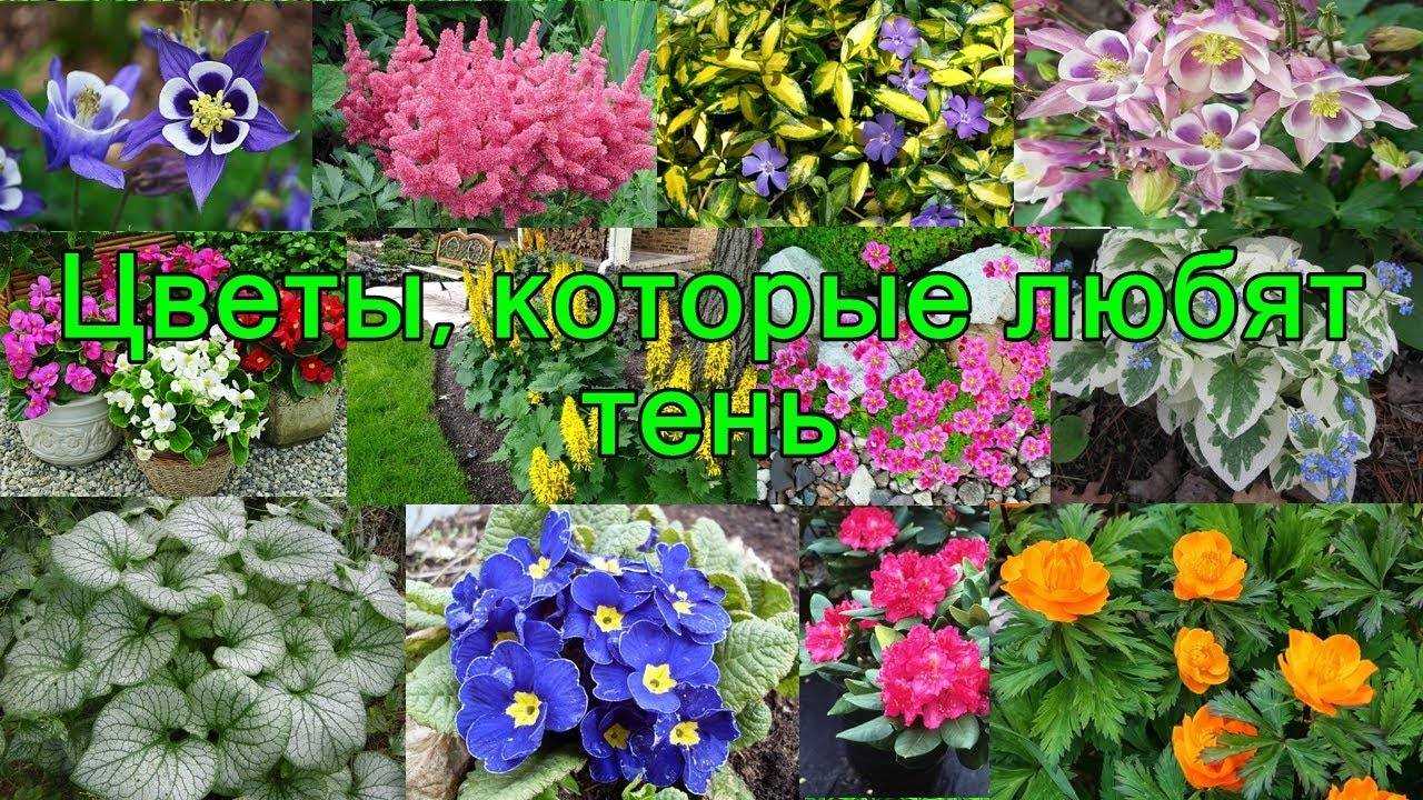 Тенелюбивые кустарники для сада, многолетние, цветущие все лето