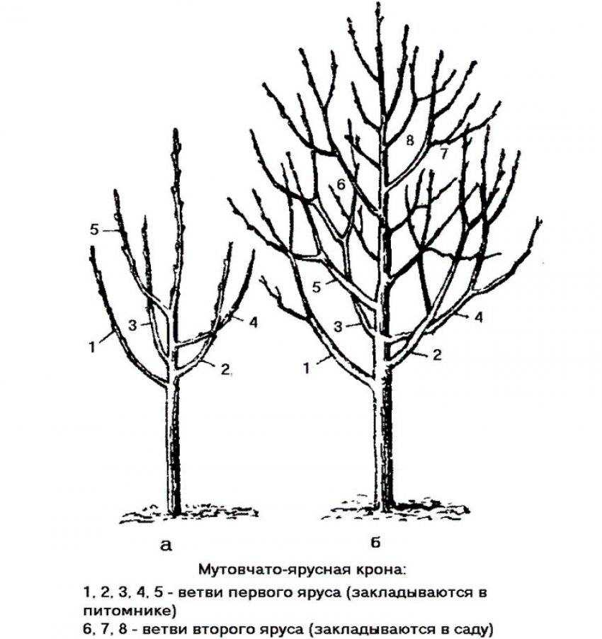 Уральский огород - без особых хлопот!: все о формировке и обрезке плодовых деревьев!