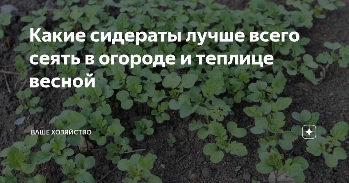 Как сеять, когда сеять и когда убирать сидераты