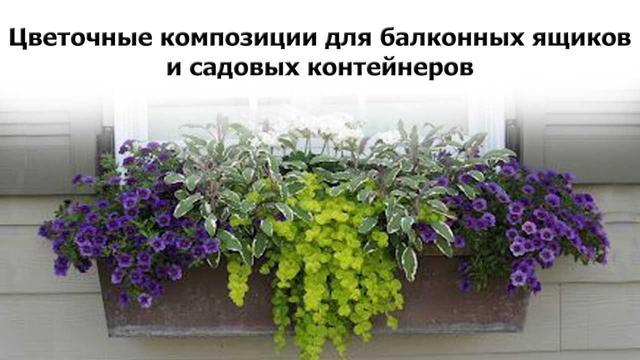 Растения для контейнерного озеленения
