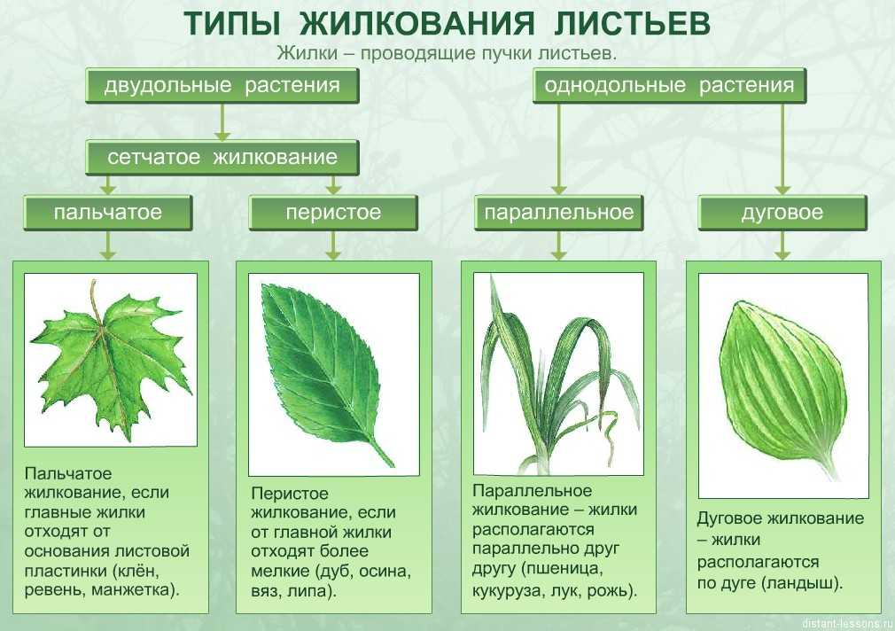 Какие кустарники подходят для живой изгороди – лучшие виды [41 фото]