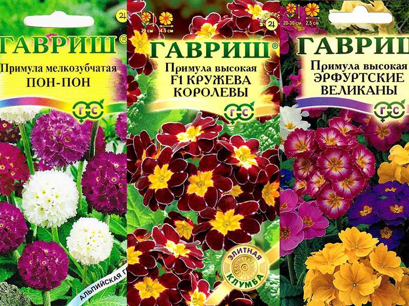 Примула многолетняя посадка и уход фото, дома, в саду