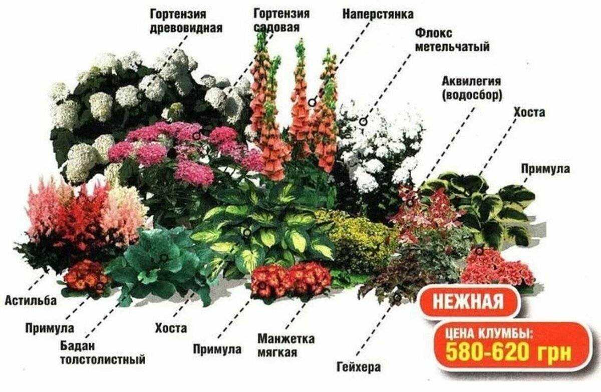 Тенелюбивые растения для дачи