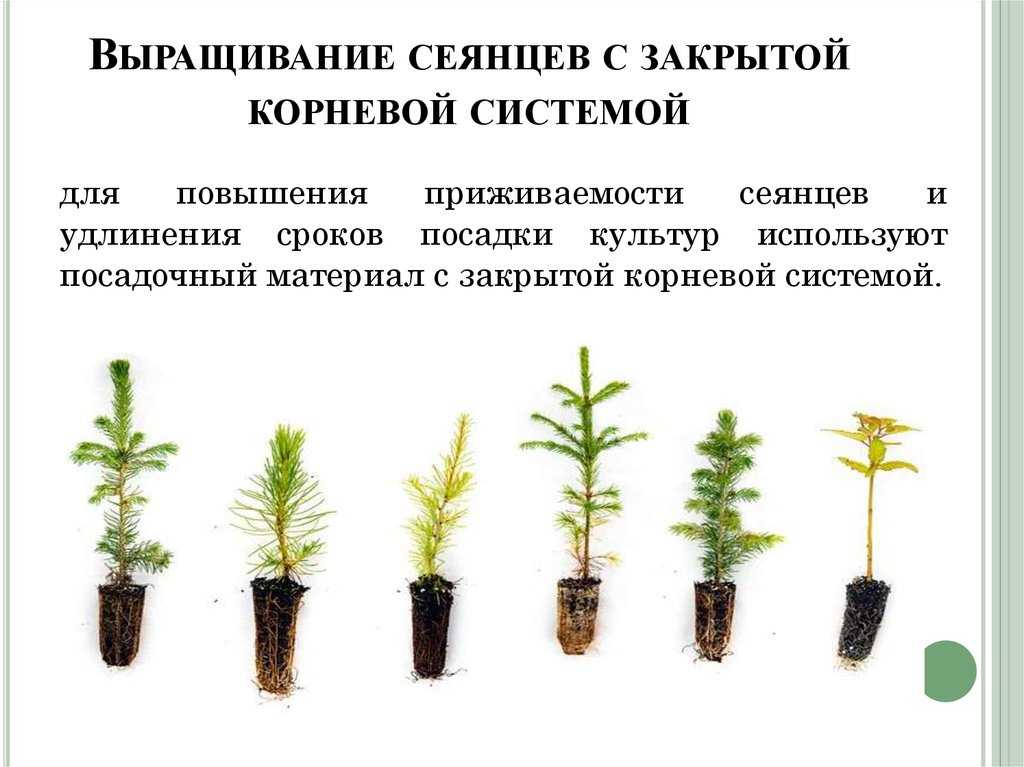 Посадка сосны: правила, выбор времени и места, уход