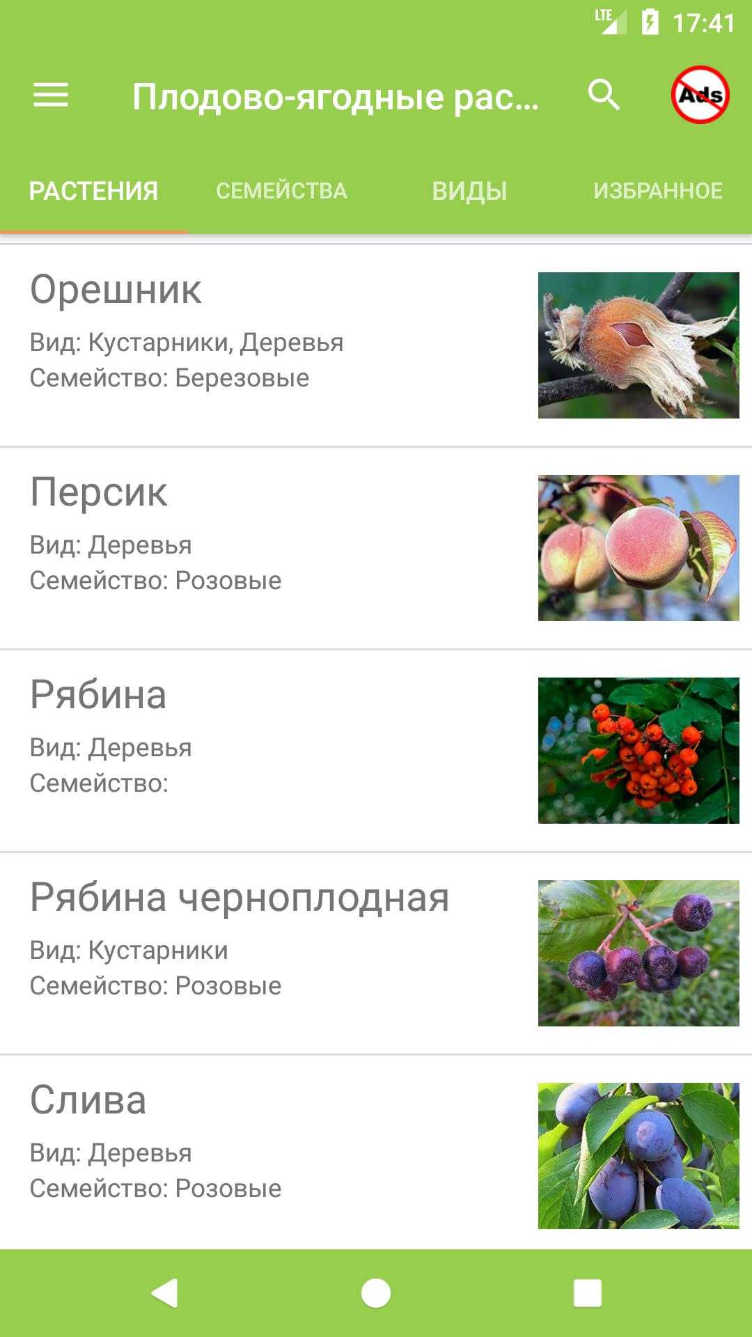 Деревья с поверхностной корневой системой. типы корневой системы древесных и кустарниковых растений