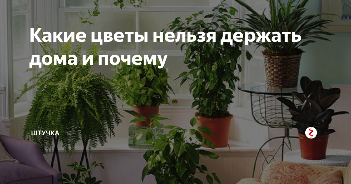 Цветы по фэншую в квартире: правила выбора и размещения