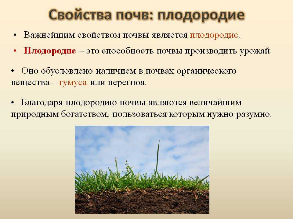 Стоит ли завозить чернозем на дачу и будет ли от этого толк