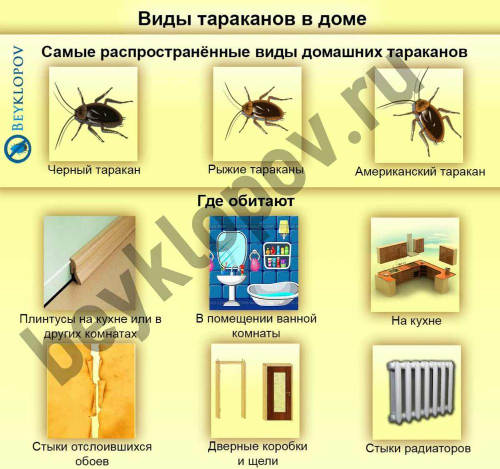 Как и откуда в квартире появляются тараканы
