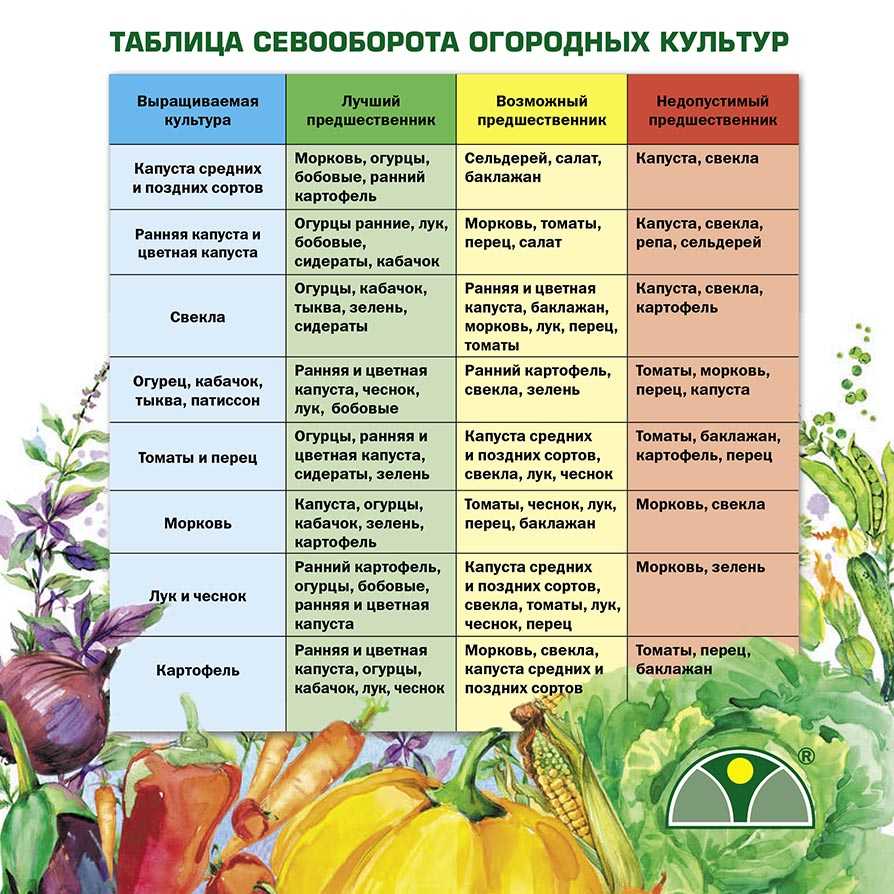 Как луна влияет на растения в саду и огороде