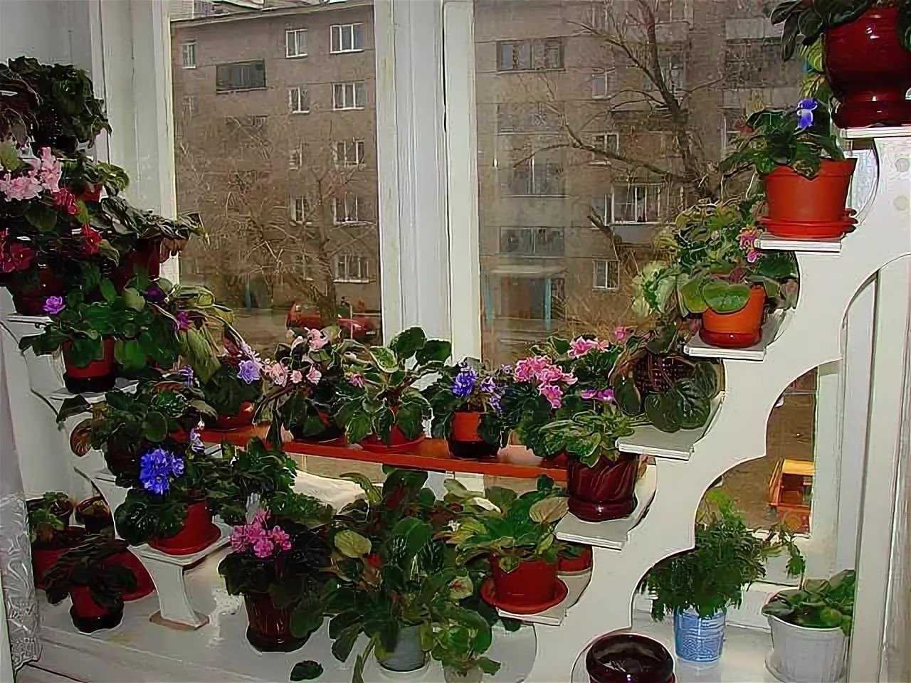 Растения в интерьере квартиры: интересные идеи размещения