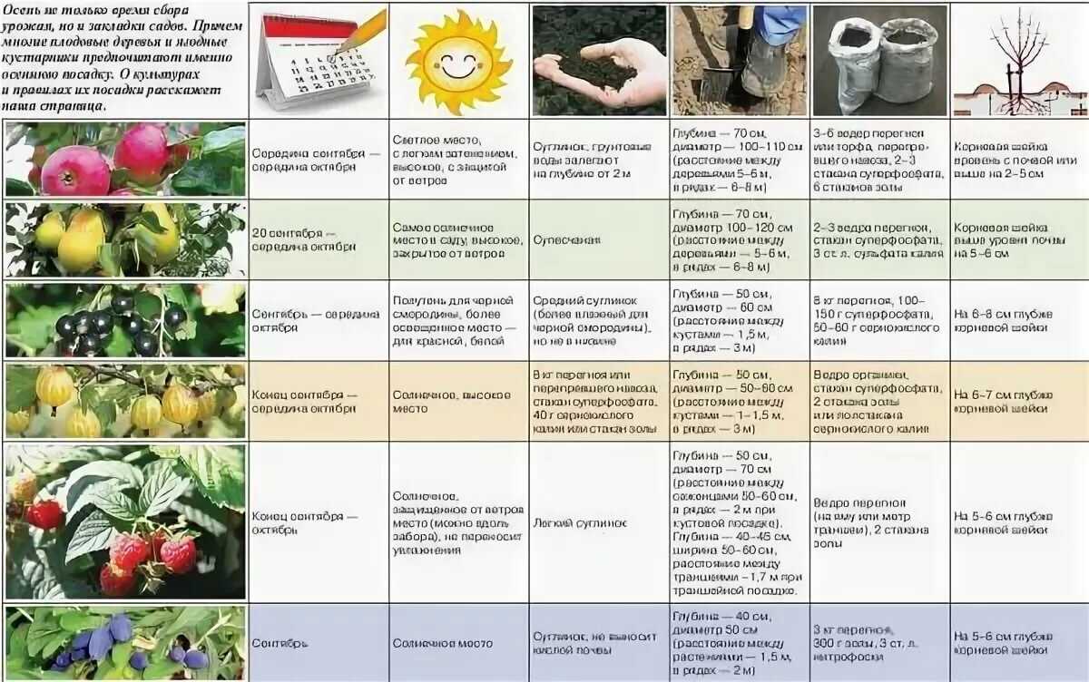 Календарь работ дачника по сезонам и месяцам на 365 дней в году - огород-365