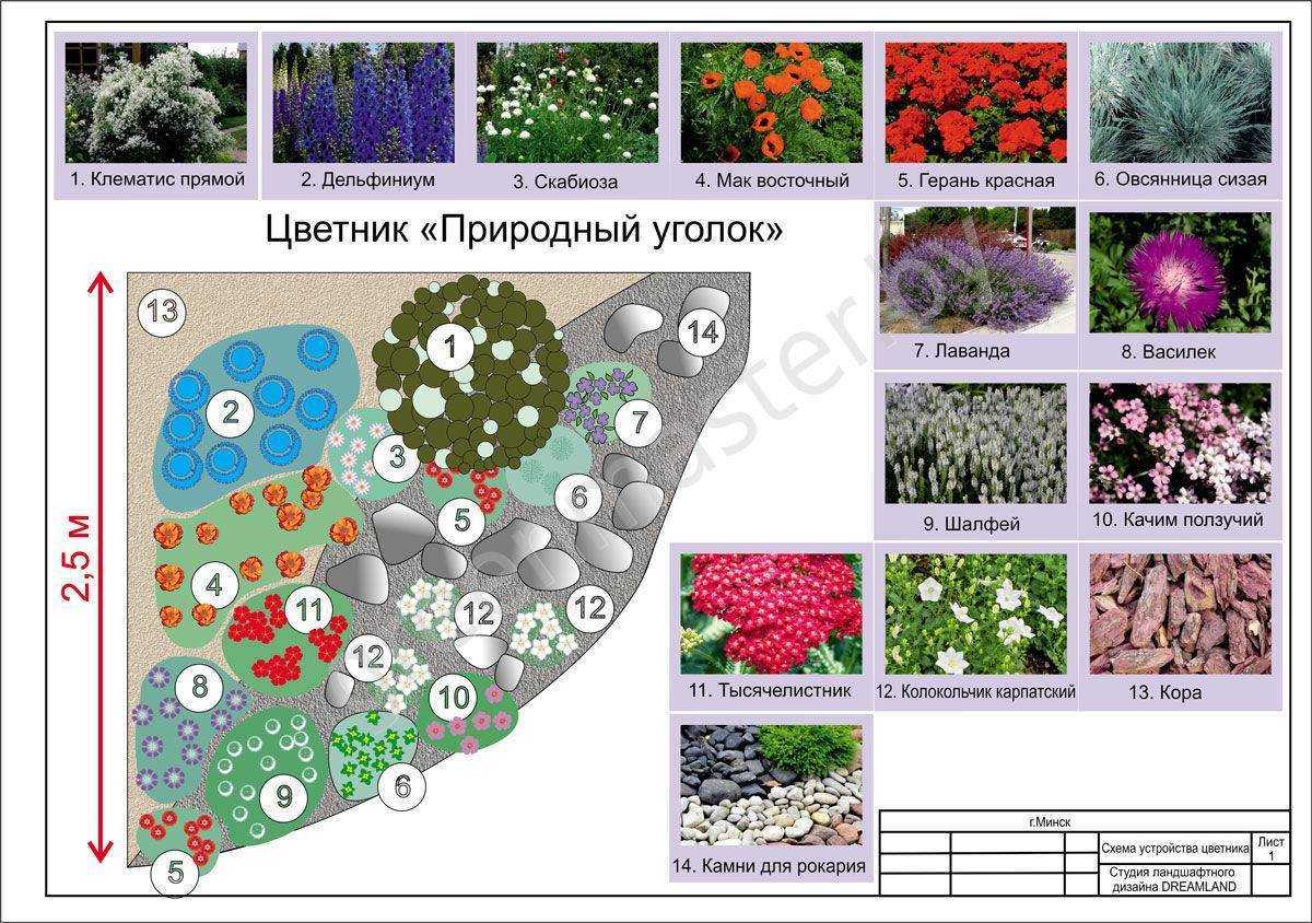 Самые красивые многолетники и однолетники цветущие все лето