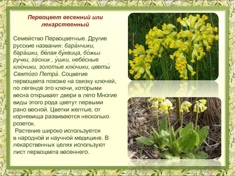 15 красивых цветов для посадки весной на даче, которые будут цвести весь сезон