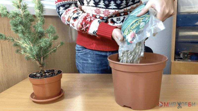 Как сохранить живую новогоднюю елку подольше дома: способы, как правильно сохранить срубленную елку в домашних условиях