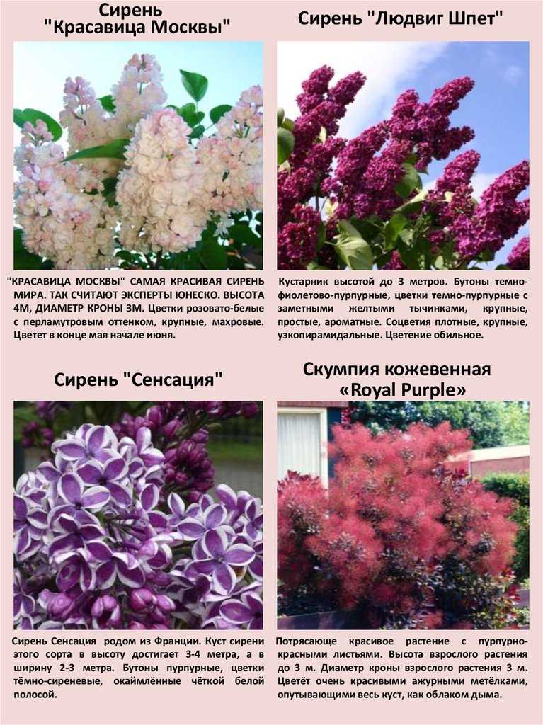Сорта сирени темные и светлые: фото с описанием