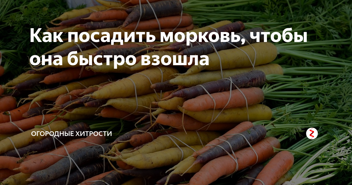 Хитрая посадка моркови: семена, бутылка — и корнеплоды даже прореживать не нужно