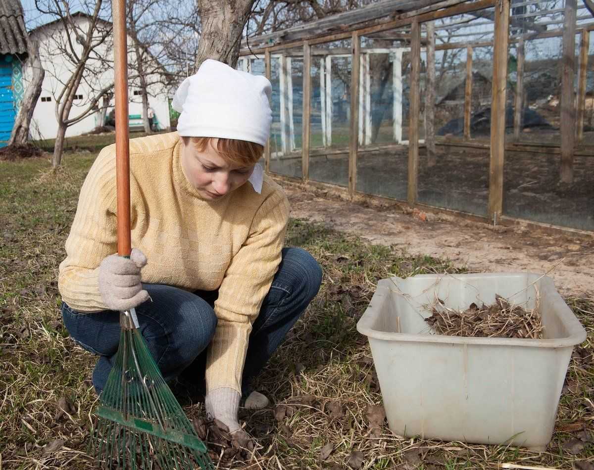 Осенние работы в саду: что нужно сделать на участке и в огороде | дом мечты