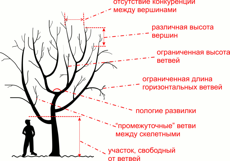 Обрезка сада для начинающих — просто о сложном. фото — ботаничка