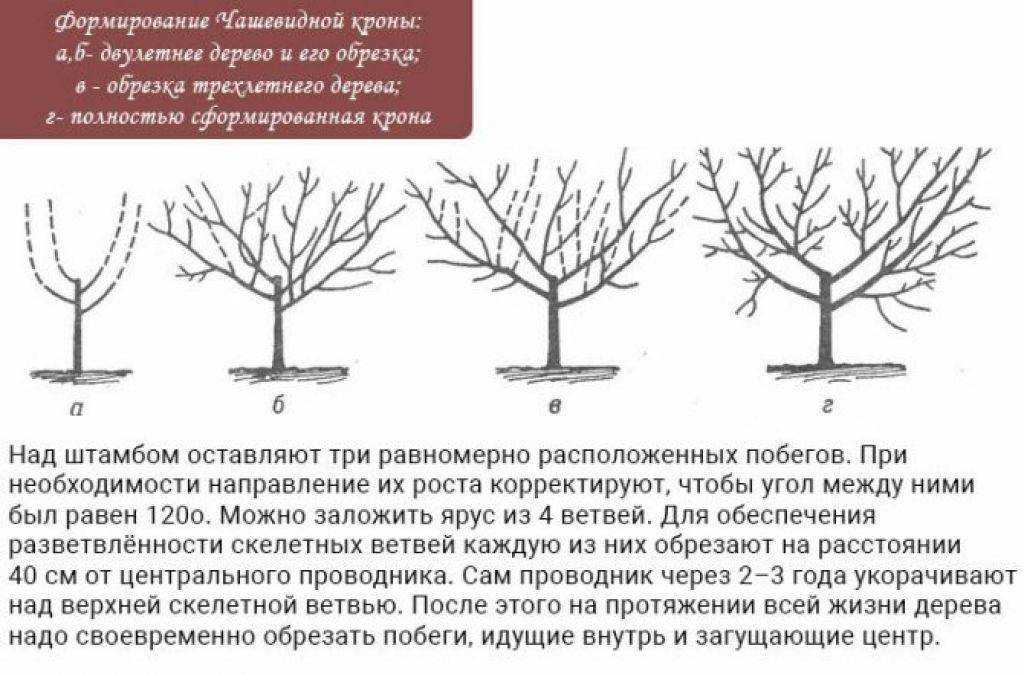 Как подстригать кустарники: 14 шагов (с иллюстрациями)