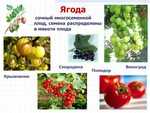 Советы профессионалов, как вырастить яблоню из веток