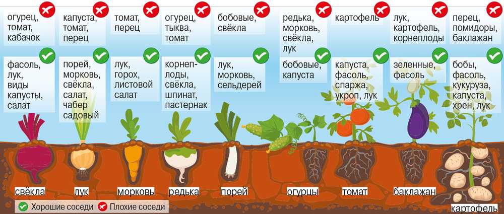 Календарь садовода и огородника на 2024 год: когда и какие работы выполнять?