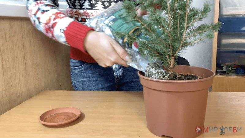 Как сохранить хвойные, подаренные к новогодним праздникам