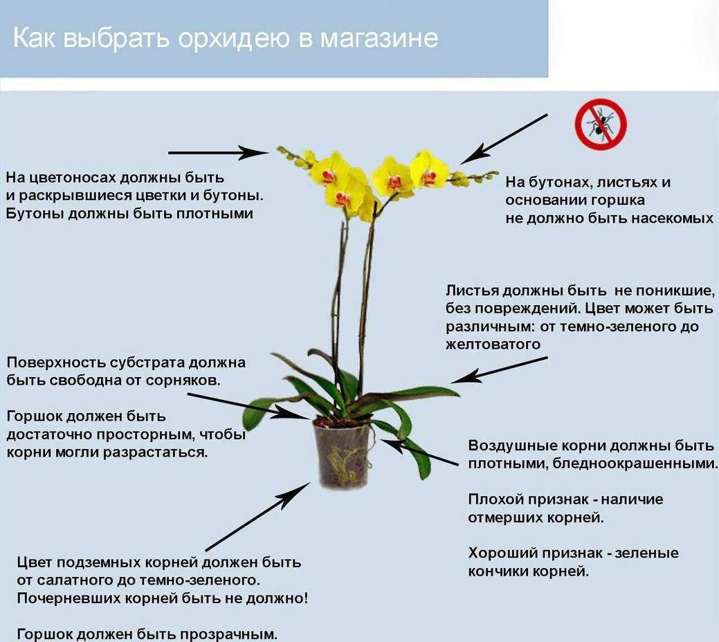 Как ухаживать за орхидеей в домашних условиях: инструкция для начинающих - sadovnikam.ru