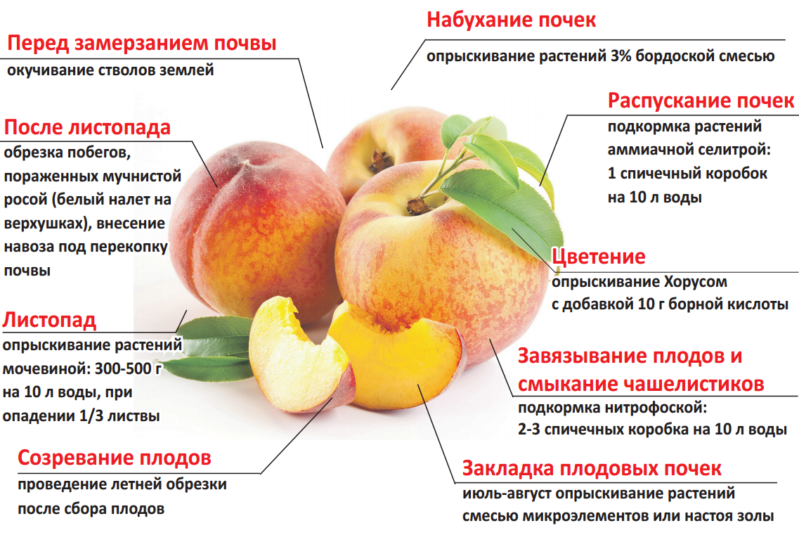 Календарь обработки сада от болезней и вредителей с ранней весны и до поздней осени