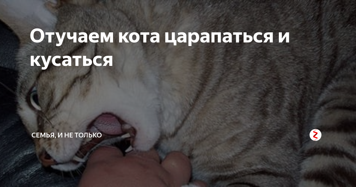 Как отучить кошку драть обои и мебель и что сделать чтобы кот не царапал диван