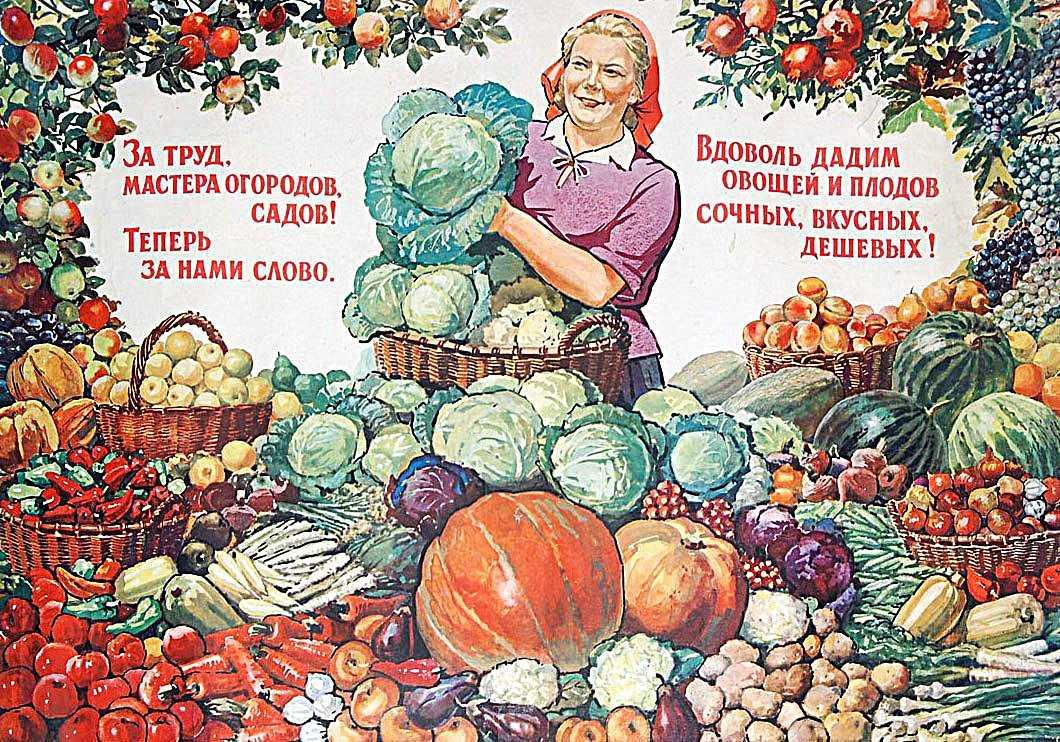 Однолетние цветы, которые можно выращивать в кашпо