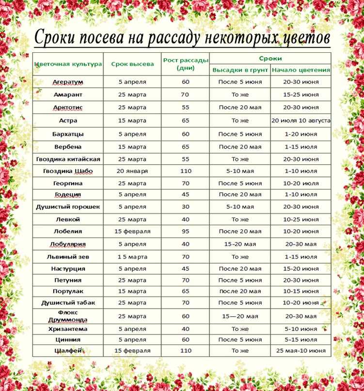 Фенологический календарь: 10 сезонов для садоводов: в помещении