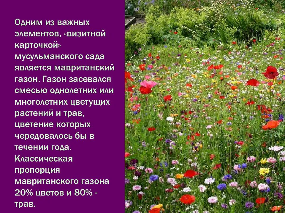 Мавританский Газон Фото В Ландшафтном