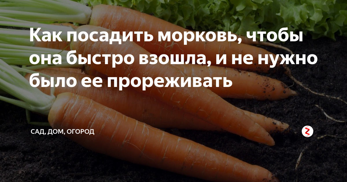 Как экономно посеять морковь: 4 хитрых способа