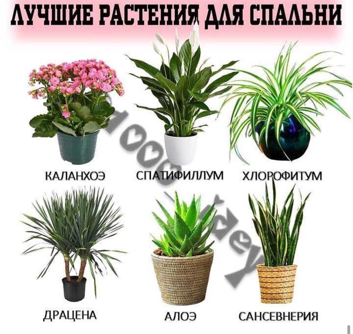 Растения и здоровье. полезные комнатные растения. применение. фото — ботаничка