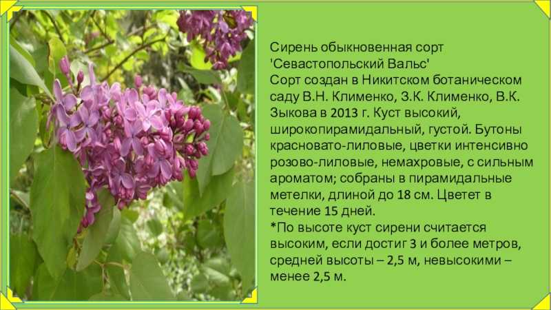 Сирень – душистое украшение сада: посадка и уход