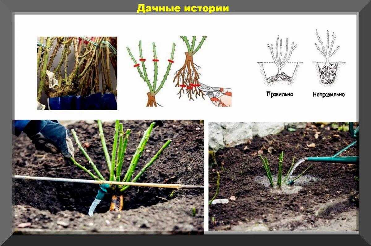 Создание розария на дачном участке: идеи, схемы, посадка и уход