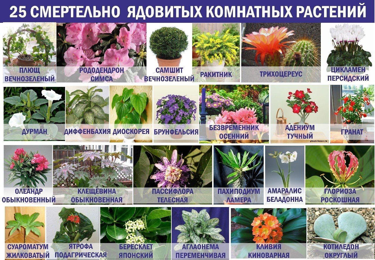 Самые ядовитые комнатные цветы чем опасны для человека кошек и других домашних животных ядовитый комнатный молочай диффенбахия список фото и названия ядовитых домашних растений в статье