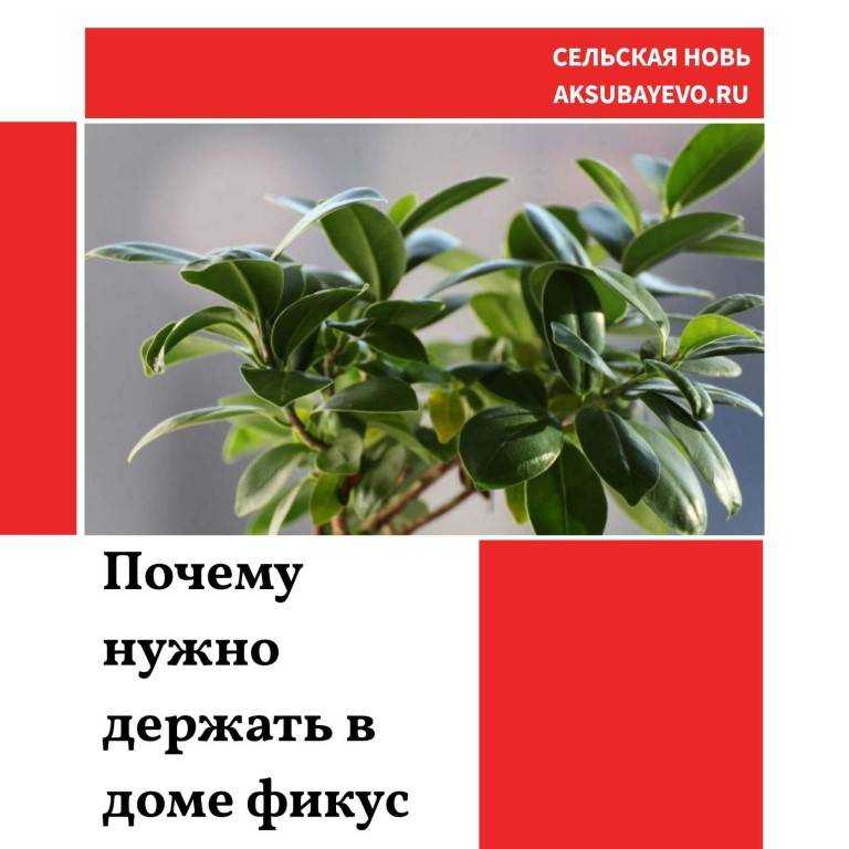 Суеверия и приметы о цветке сансевиерия