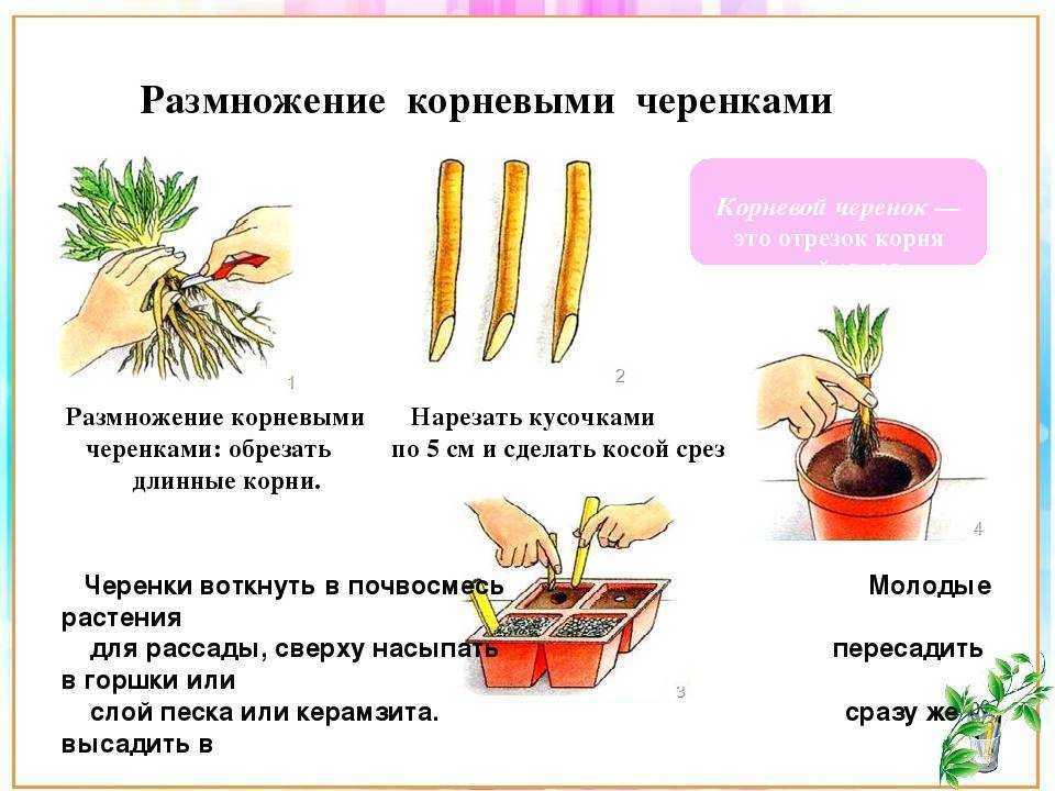 Когда можно пересаживать комнатные цветы: по дням недели, времени суток