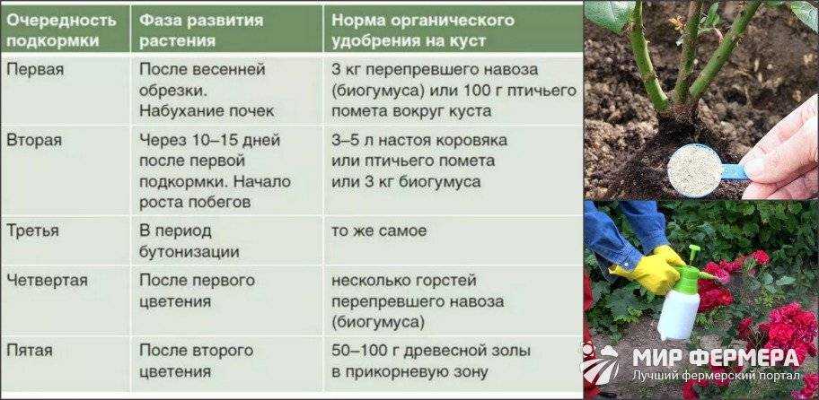 Розы весной – уход и подкормка после зимы