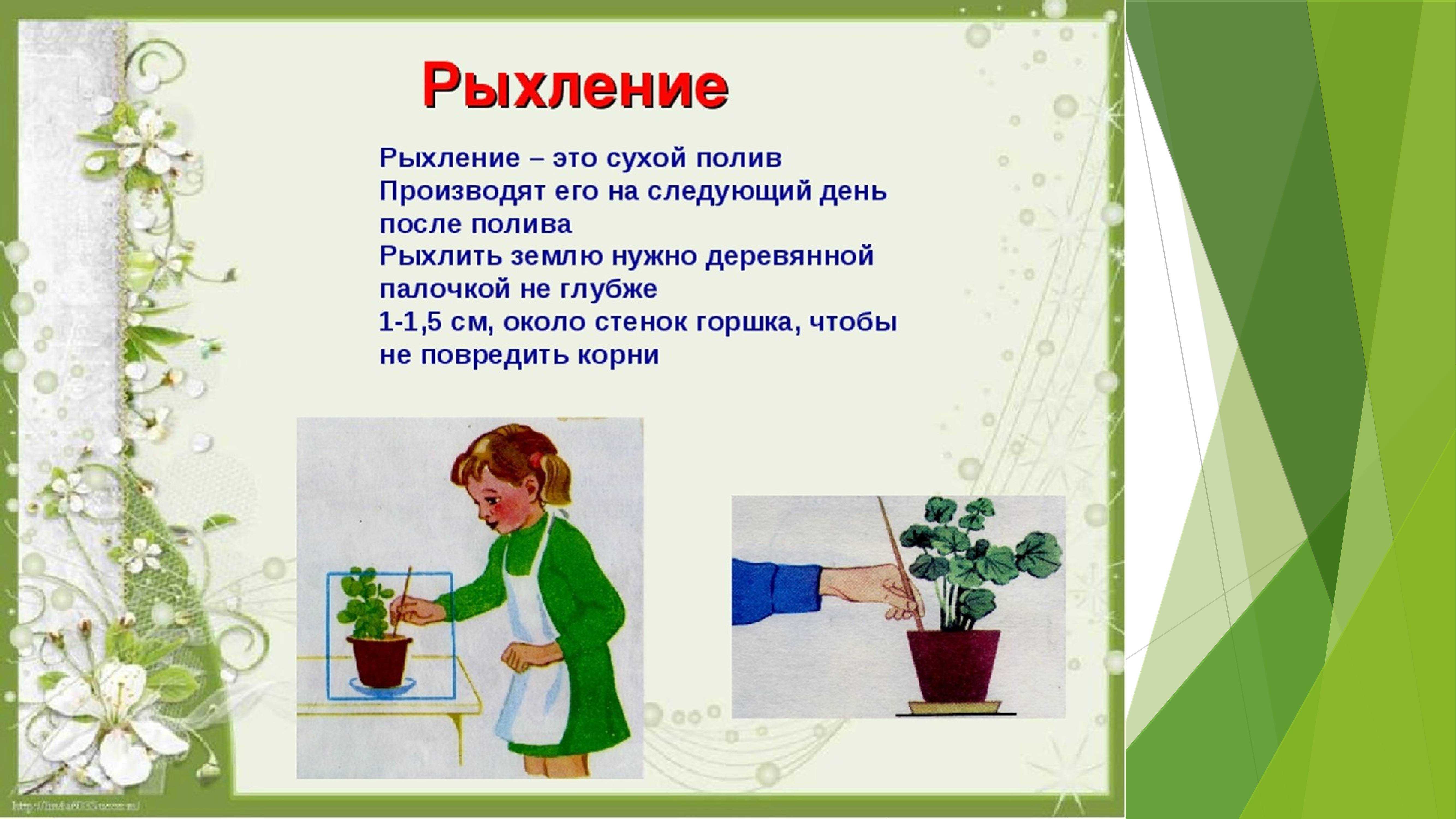 Полезные хитрости, которые сохранят жизнь вашим комнатным растениям этой зимой - статьи и советы на furnishhome.ru
